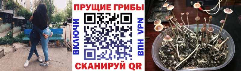 Галлюциногенные грибы Cubensis  где найти наркотики  Вязьма 
